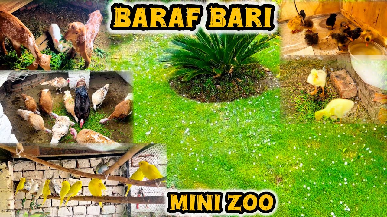 Achanak Baraf Parne Lag Gai || Rooftop Mini Zoo Vlog 