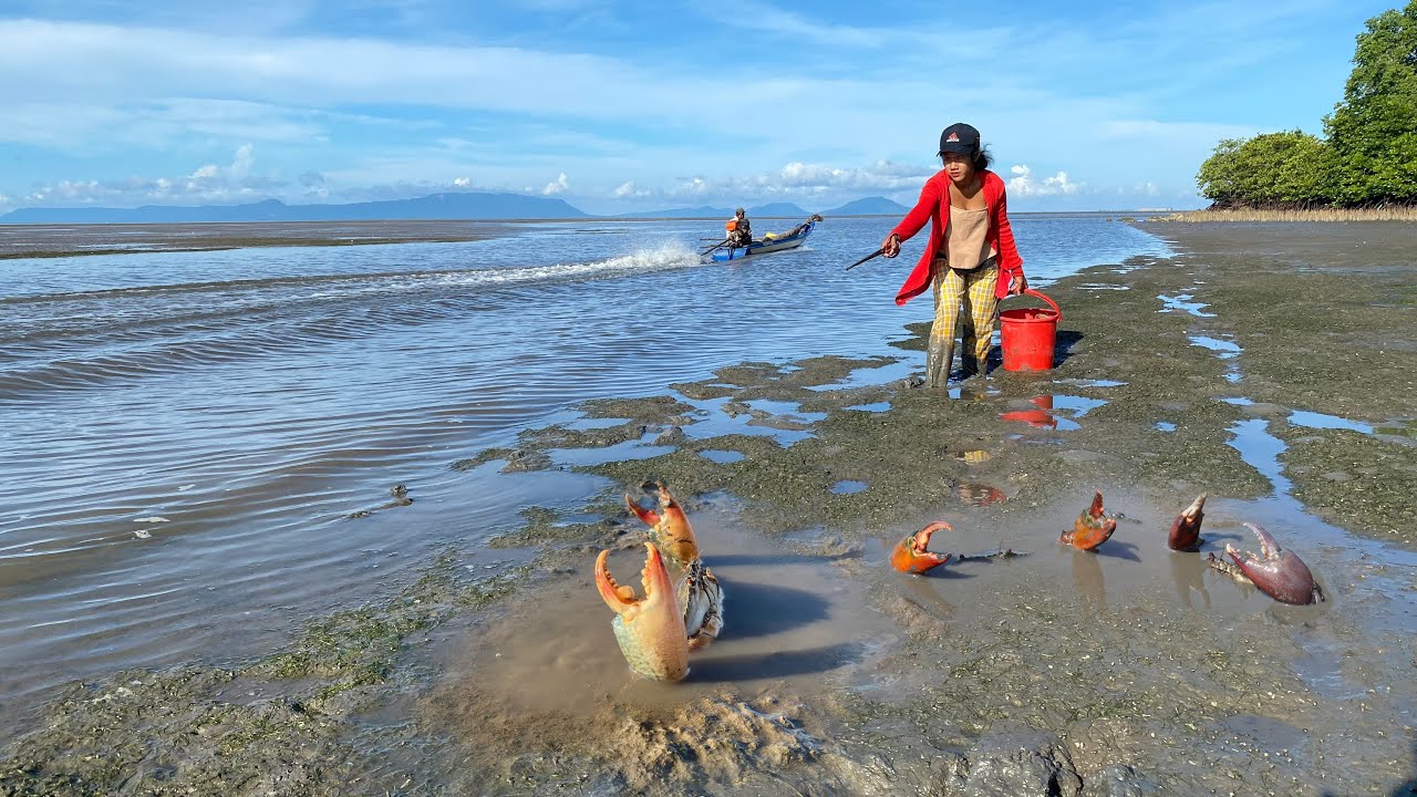 Catching Many Huge Mud Crabs In Sea After Water Low Tide