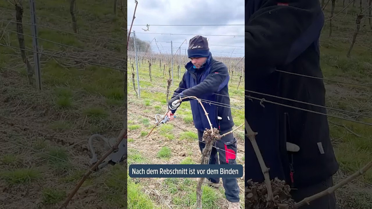 Echte Handarbeit!👋 Von Rebstock zu Rebstock!