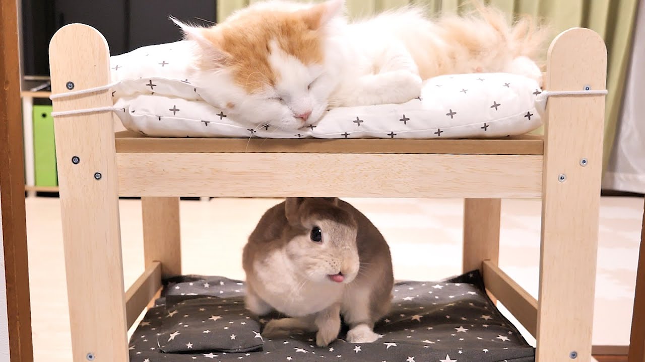 はじめての二段ベッドでウッキウキな姉ウサギとさっさと眠ってしまう弟猫が対照的過ぎるｗｗ