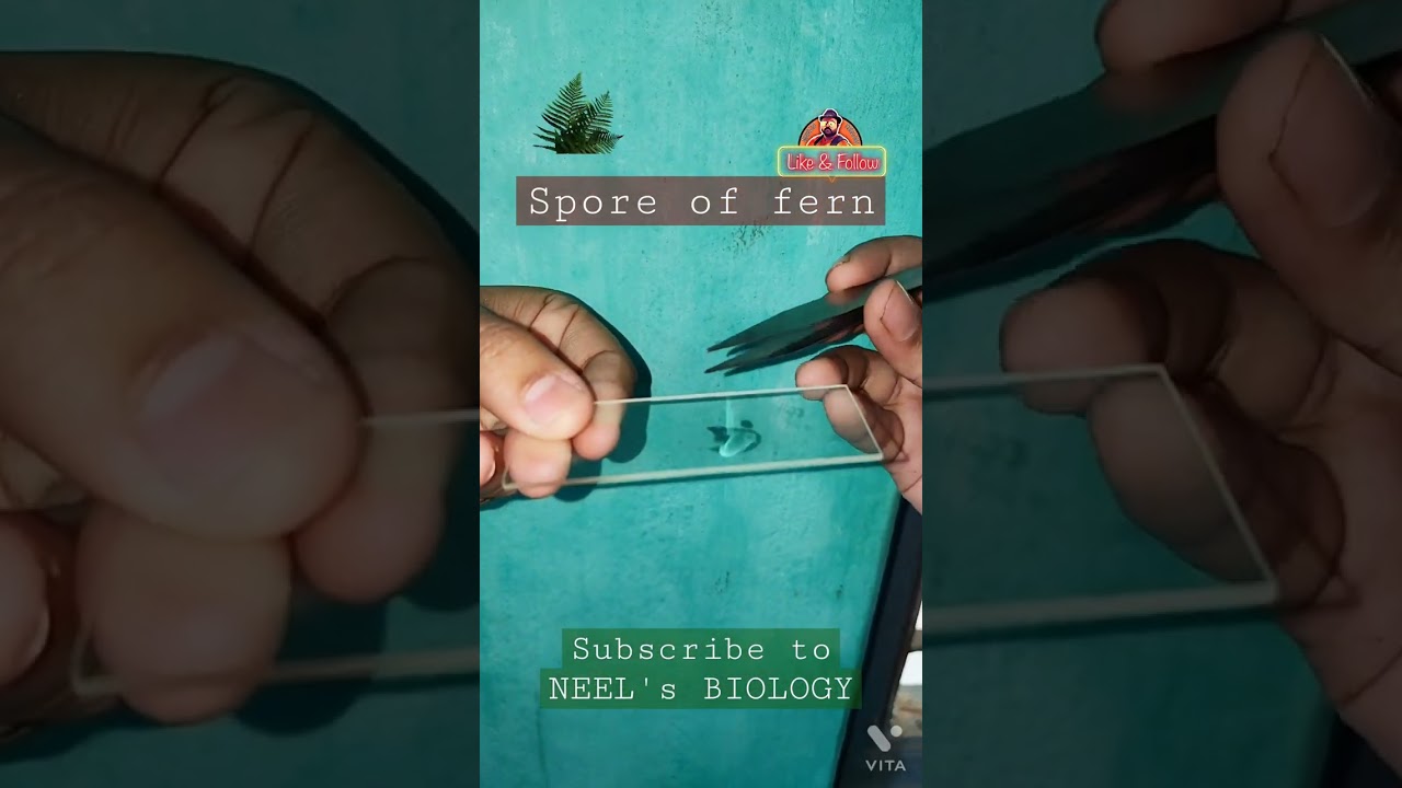 Spore of Fern under the microscope