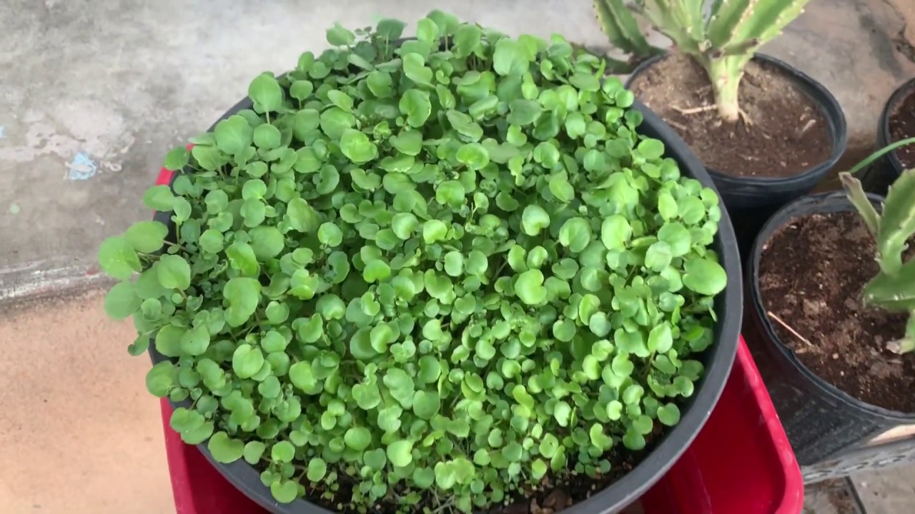Watercress