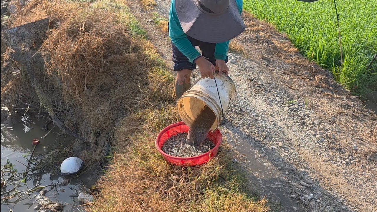 Giải cứu cá rô đồng mắc cạn (Tập 216) truyền tải thông điệp bảo vệ thiên nhiên và môi trường sống 🌱
