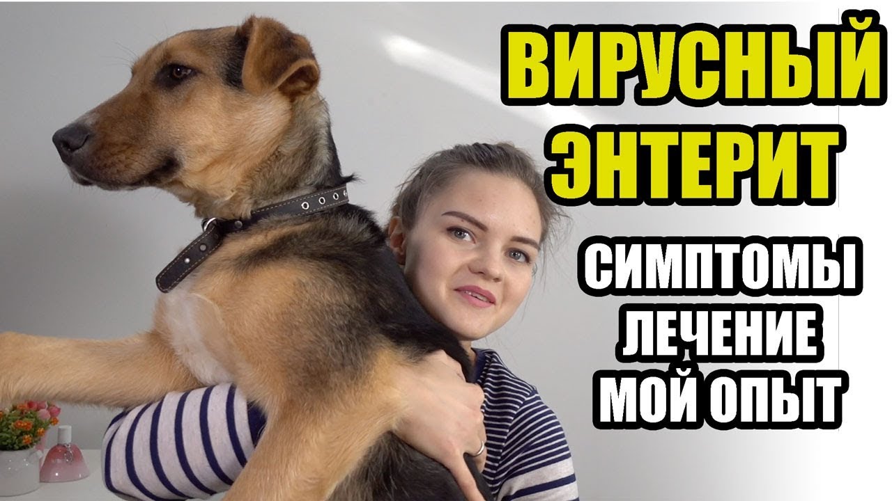 Парвовирусный энтерит у собак. НАШ ОПЫТ