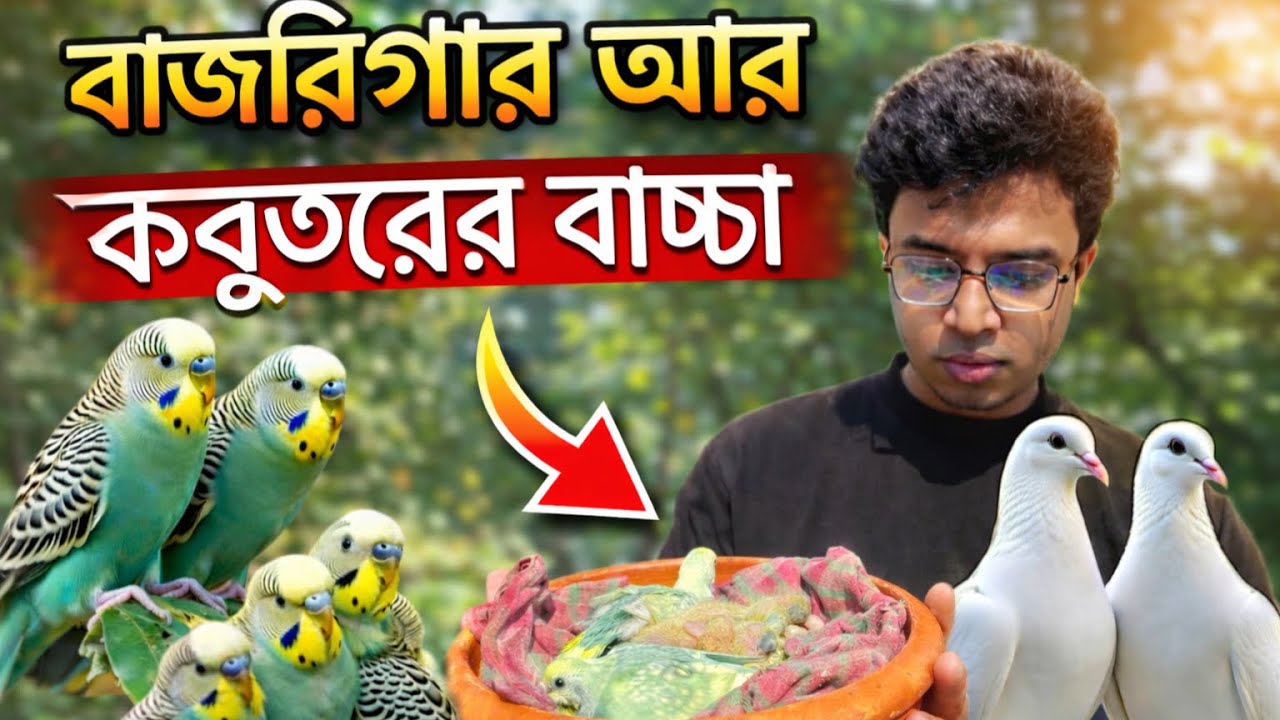 বাজরিগার ,সাদা কবুতর আর জায়েন্ট কোয়েলের বাচ্চা ফুটছে  |FLEET WORLD| 