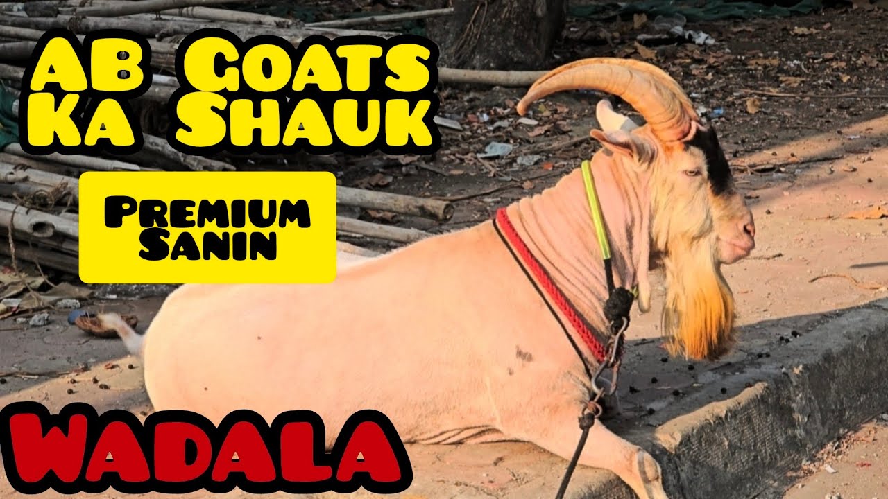 Exotic Lovers...aajao || Al Mehtab Goat Farm