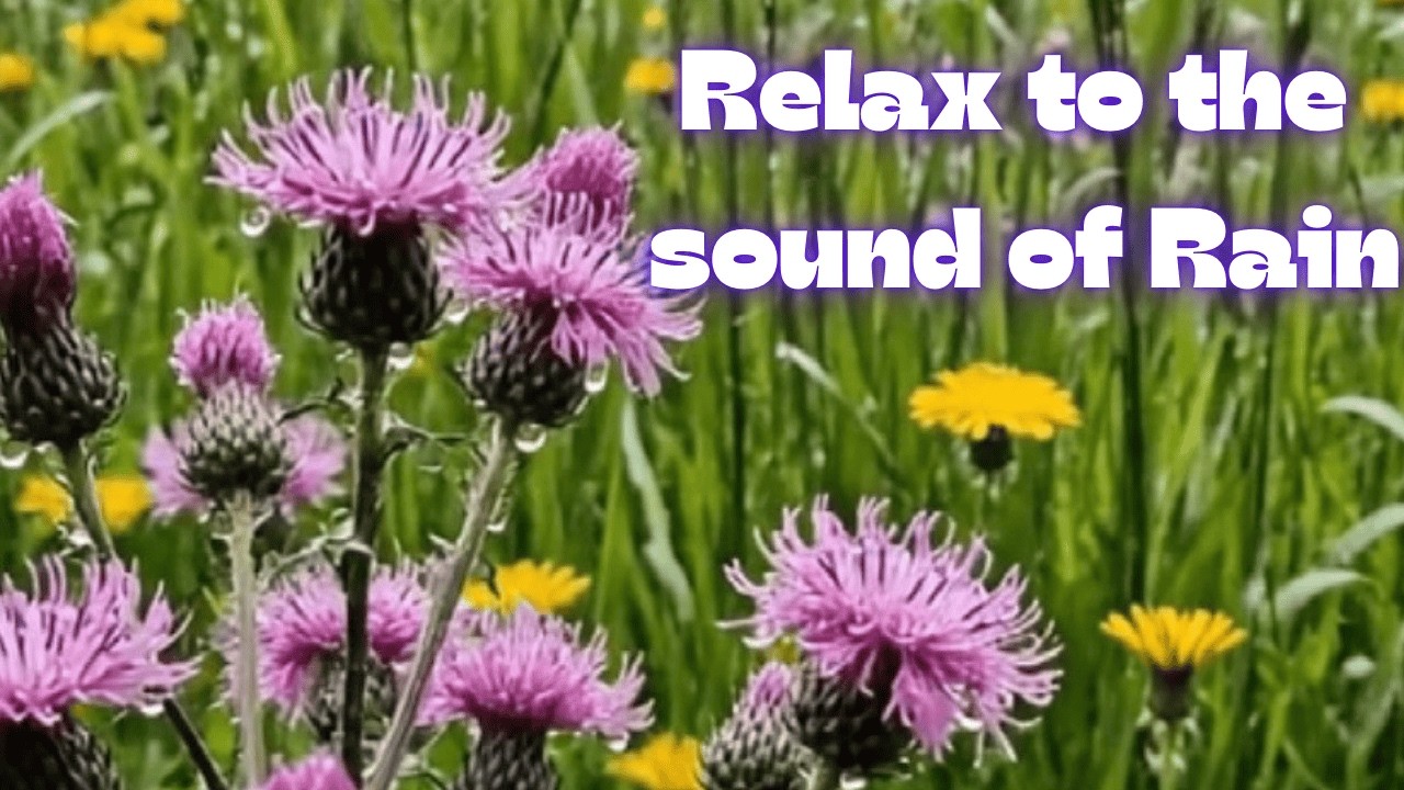 Relaxation - Nature's Therapy: Rain over Wildflowers