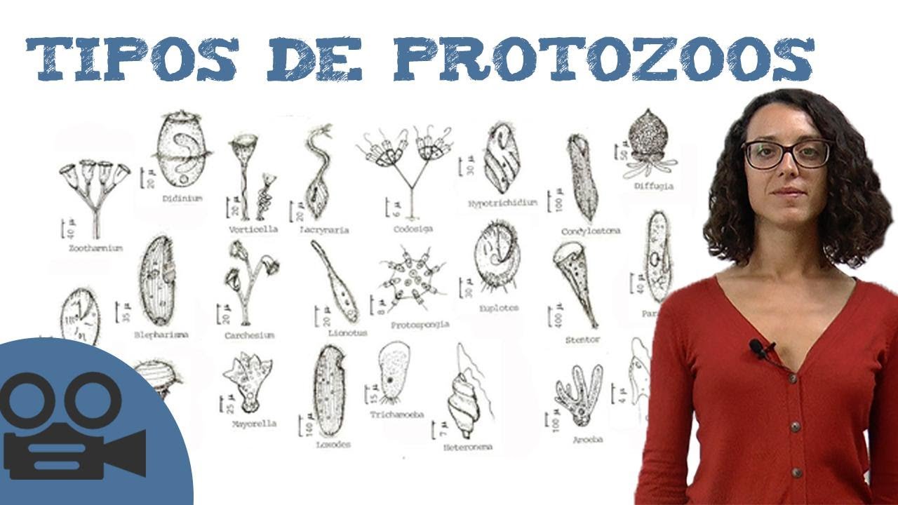 Tipos de protozoos