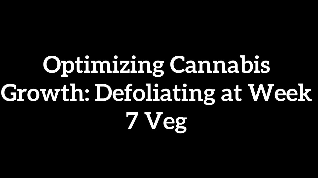 Optimizing Cannabis Growth: Defoliating at Week 7 Veg