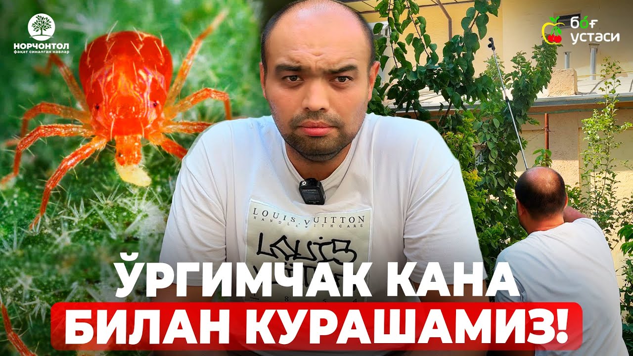 ЎРГИМЧАК КАНА ТУШСА НИМА ҚИЛИШ КЕРАК? @SuxrobAgronom | ШУҲРАТ АБРОРОВ #shuhratabrorov