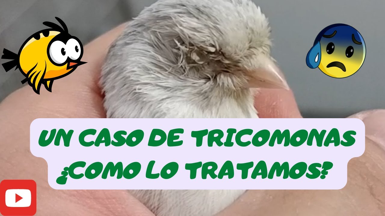 ¿TRICOMONAS EN EL AVIARIO? 😨