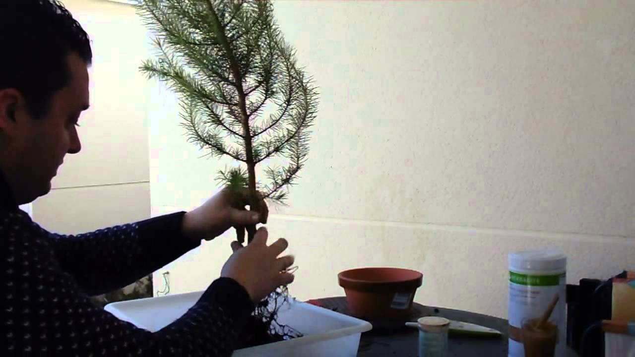 Trasplante de un pino pinea (piñonero)