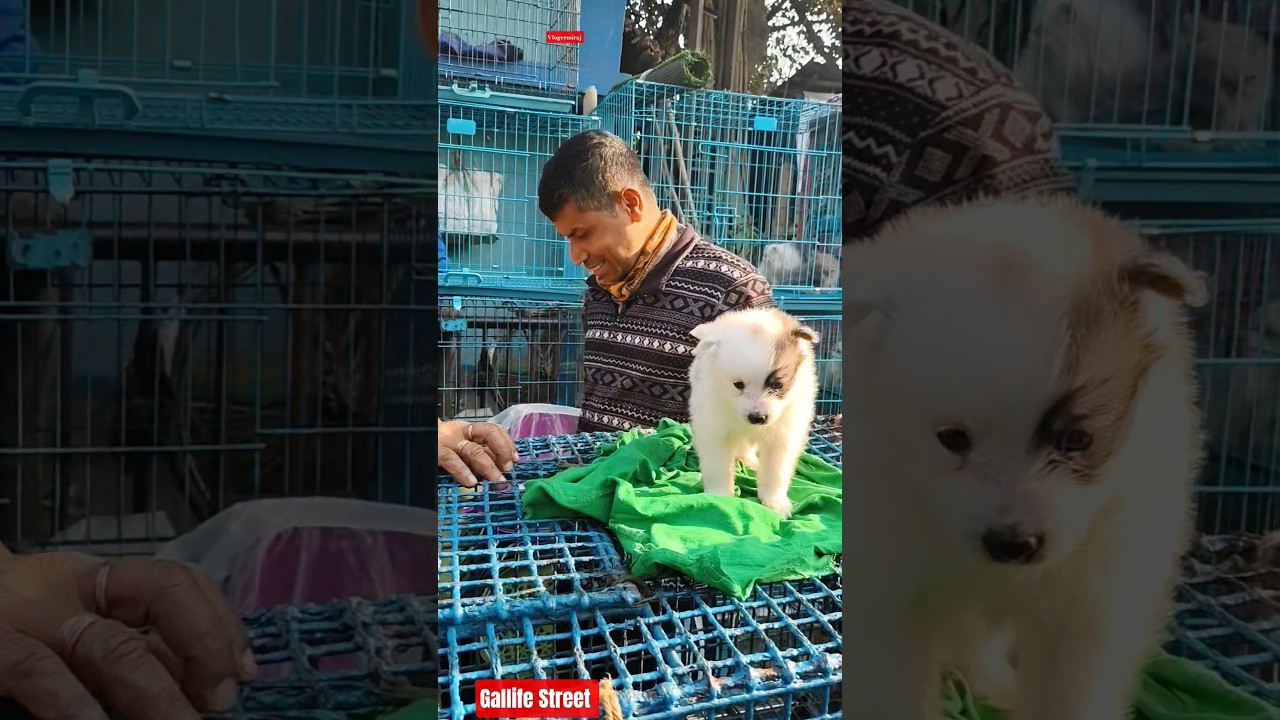 Pet Market Kolkata 😍/lowest price puppy dog/Gallif Street dogs #shorts #viral #dog #dogs #doglover