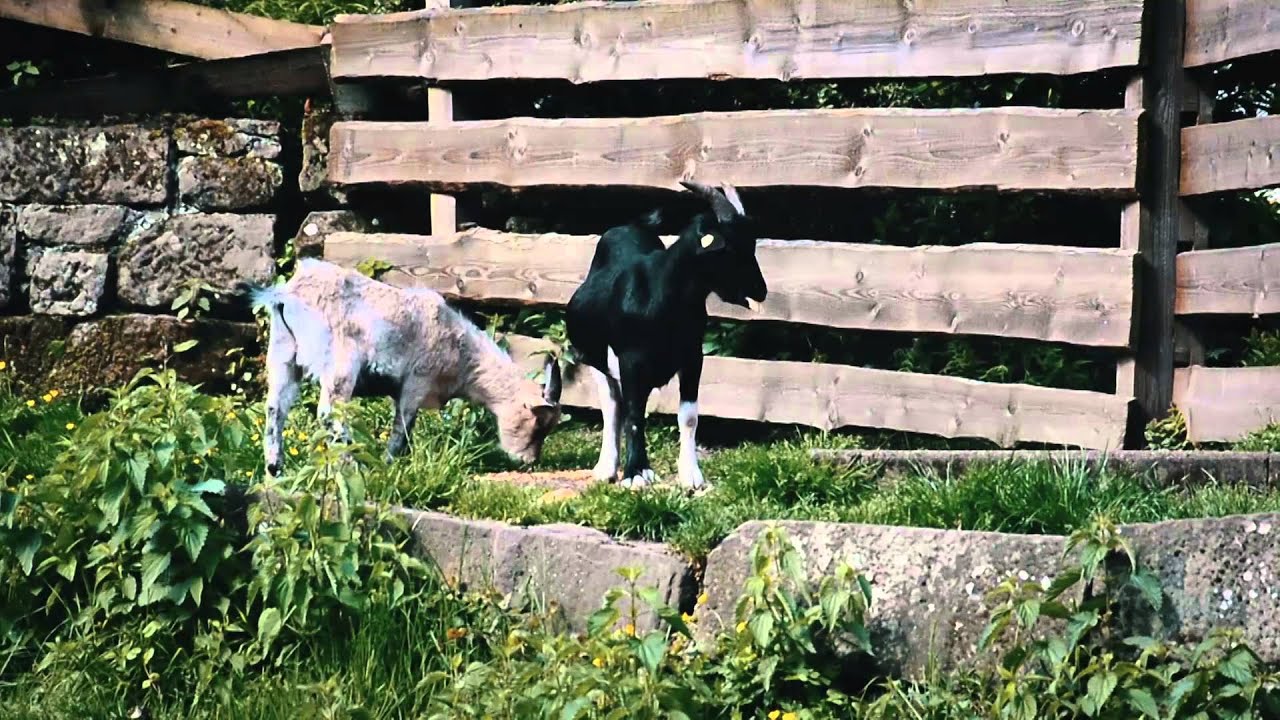 Wolftal - Tal der Tiere