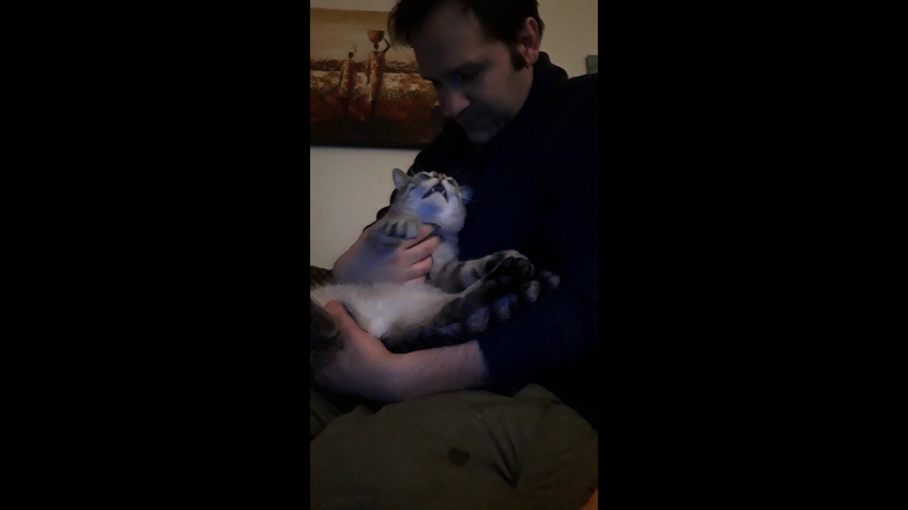 EMOZIONANTE! - Gatto ipnotizzato si crede attore colto
