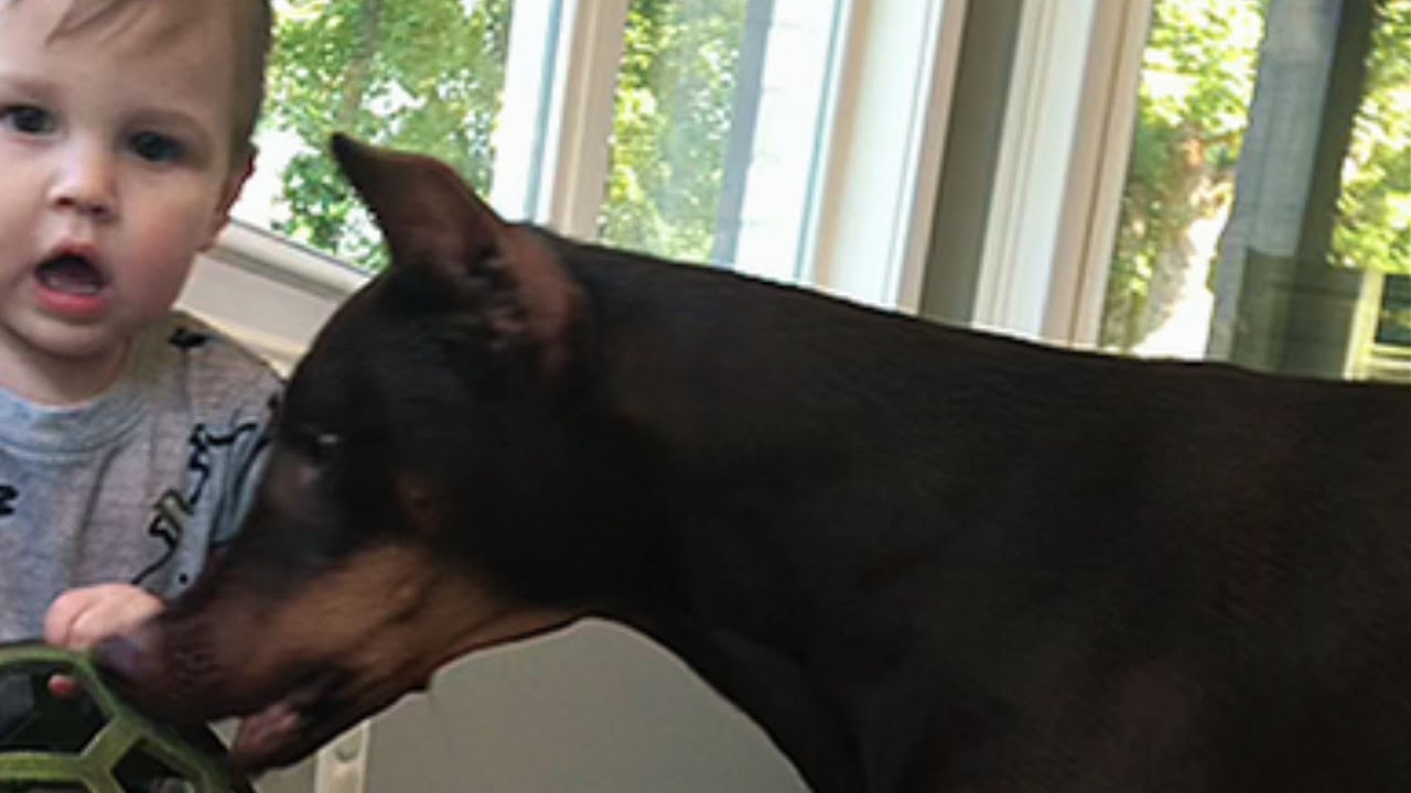 EVERYONE CALLED THIS 115 LB DOBERMAN TOO DANGEROUS—WHAT HE DID AT 241 AM SHOCKED THEM ALL