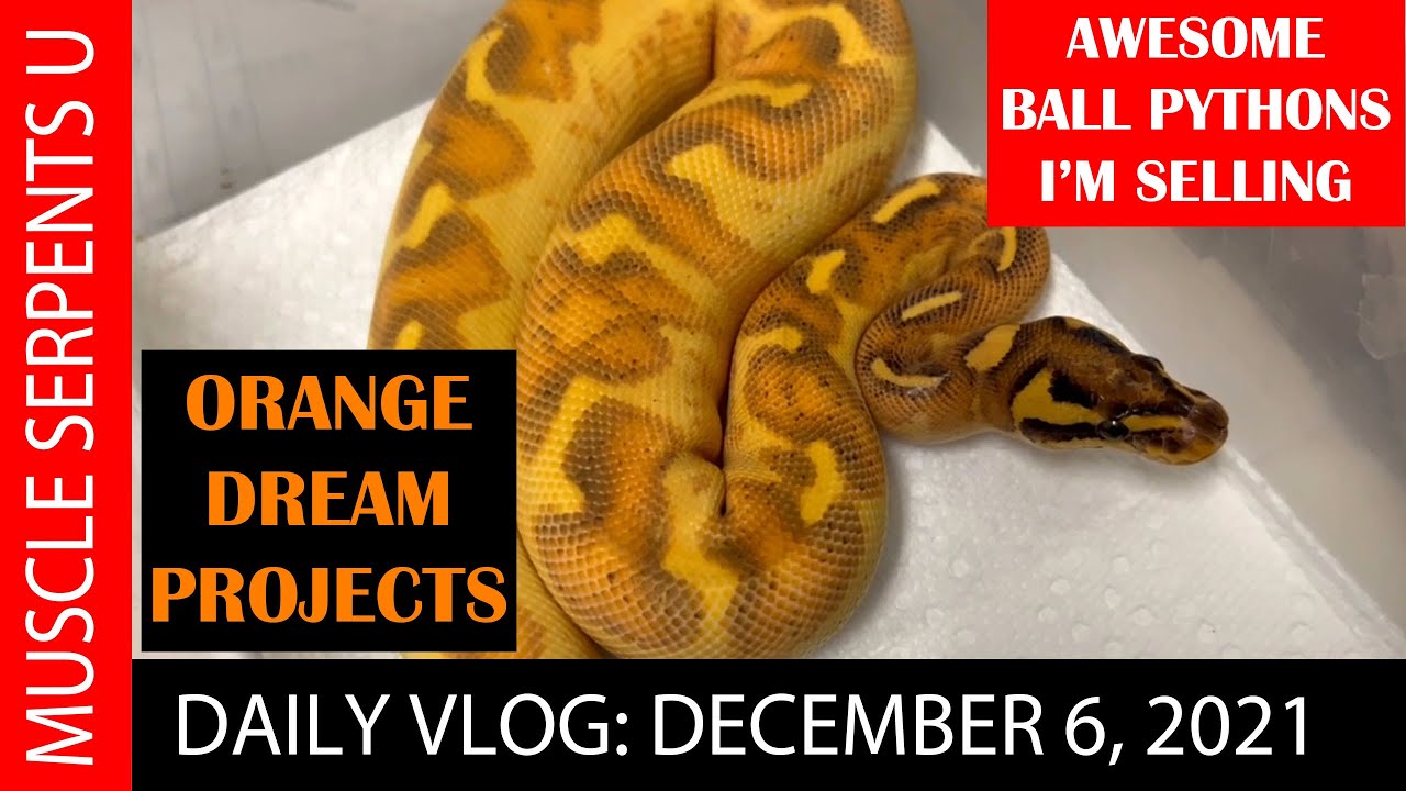 GREAT ORANGE SNAKES FOR SALE!  12-9-21