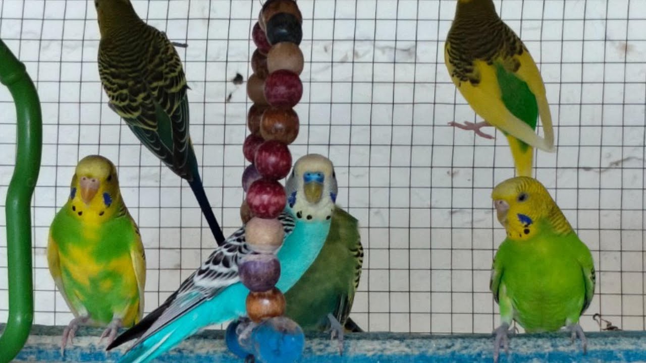 4 Hours of Peaceful Budgies Chirping 🐦🎶 | Relax Your Mind & Melt Away Stress
