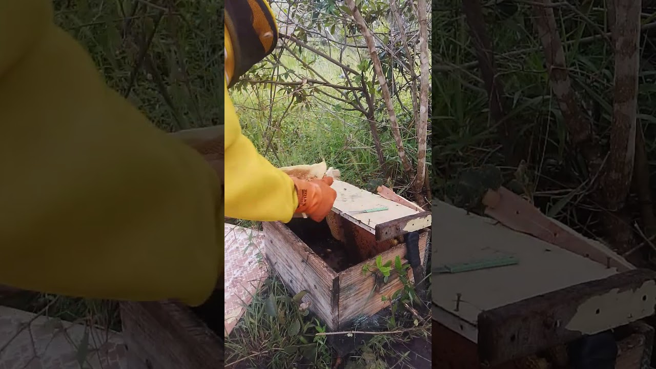 Transferência de abelha 🐝 apis da caixa isca para caixa padrão 