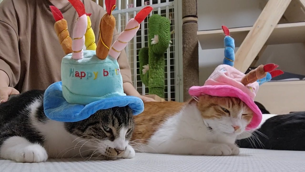 생일에는 케잌모자 쓰는거 국룰임 (ft.눈치없뽕)