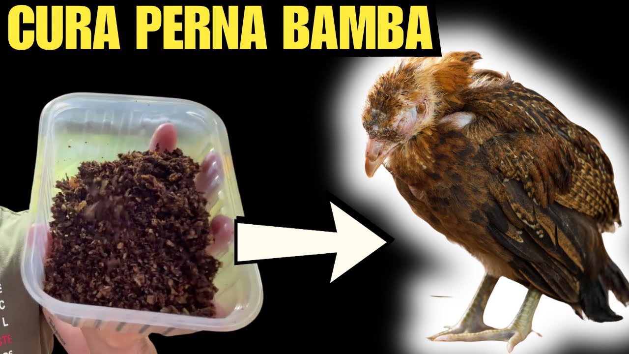 BASTA UM POTINHO E ADEUS PERNA BAMBA E GALINHAS DOENTES! ( MISTURA ESPECIAL )