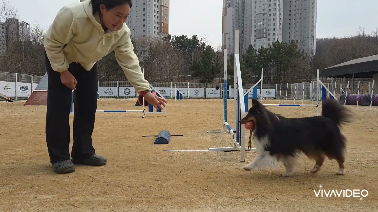 sr-dog 20cm, sr-jump1 65cm, height 15cm