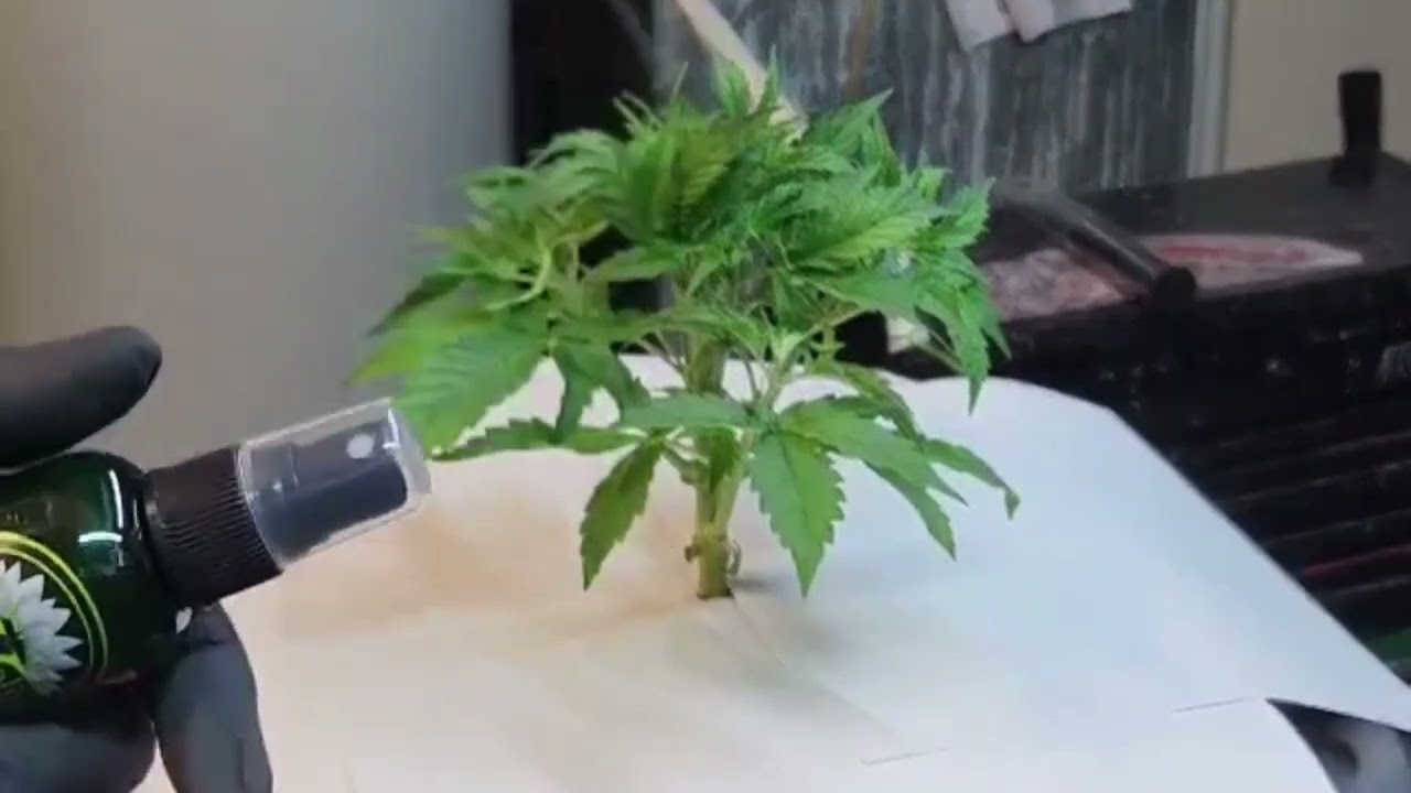 How to reverse your autoflower using EXE