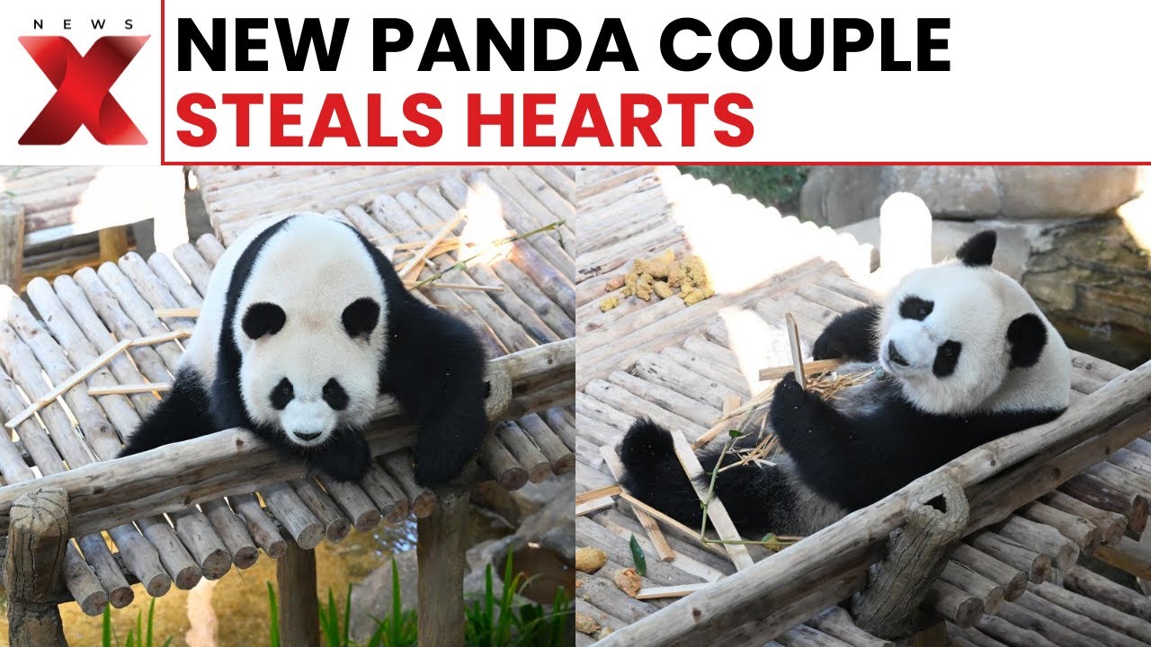 New Giant Panda Couple Makes Public Debut In Malaysia, Draws Massive Attention | NewsX