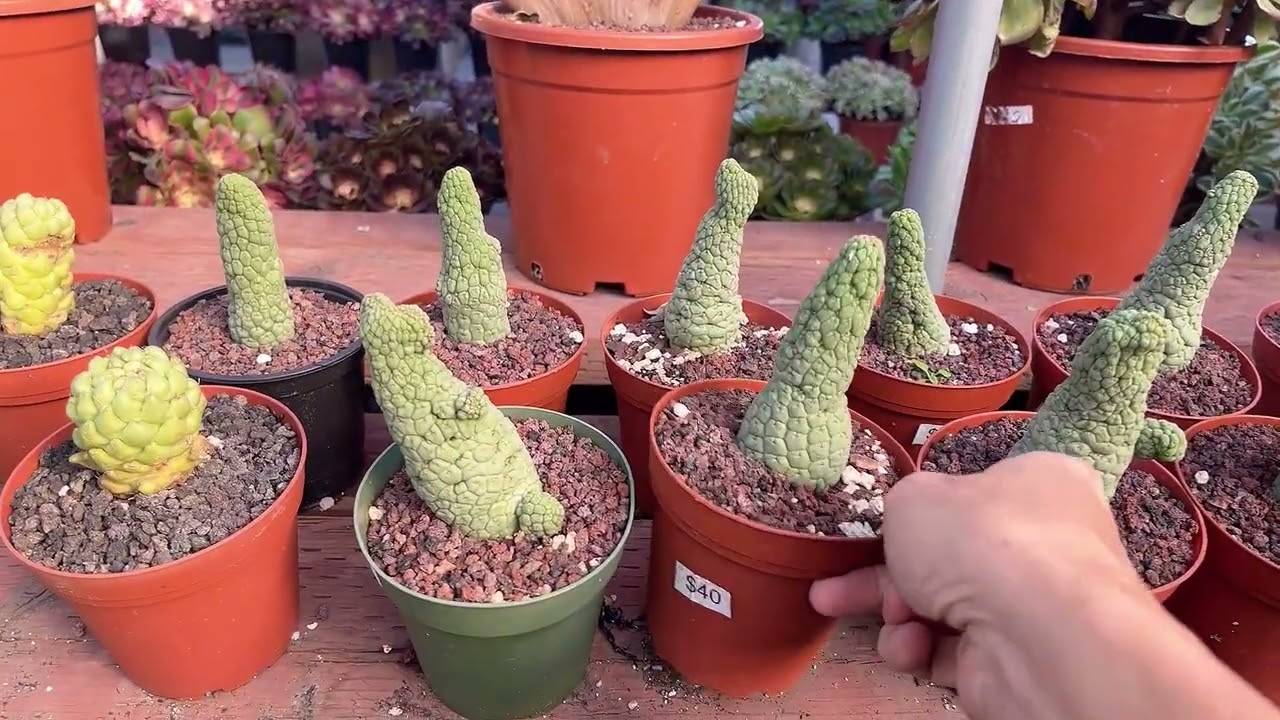 Cactus are on sale at Mimi’s nursery 714-489-1876