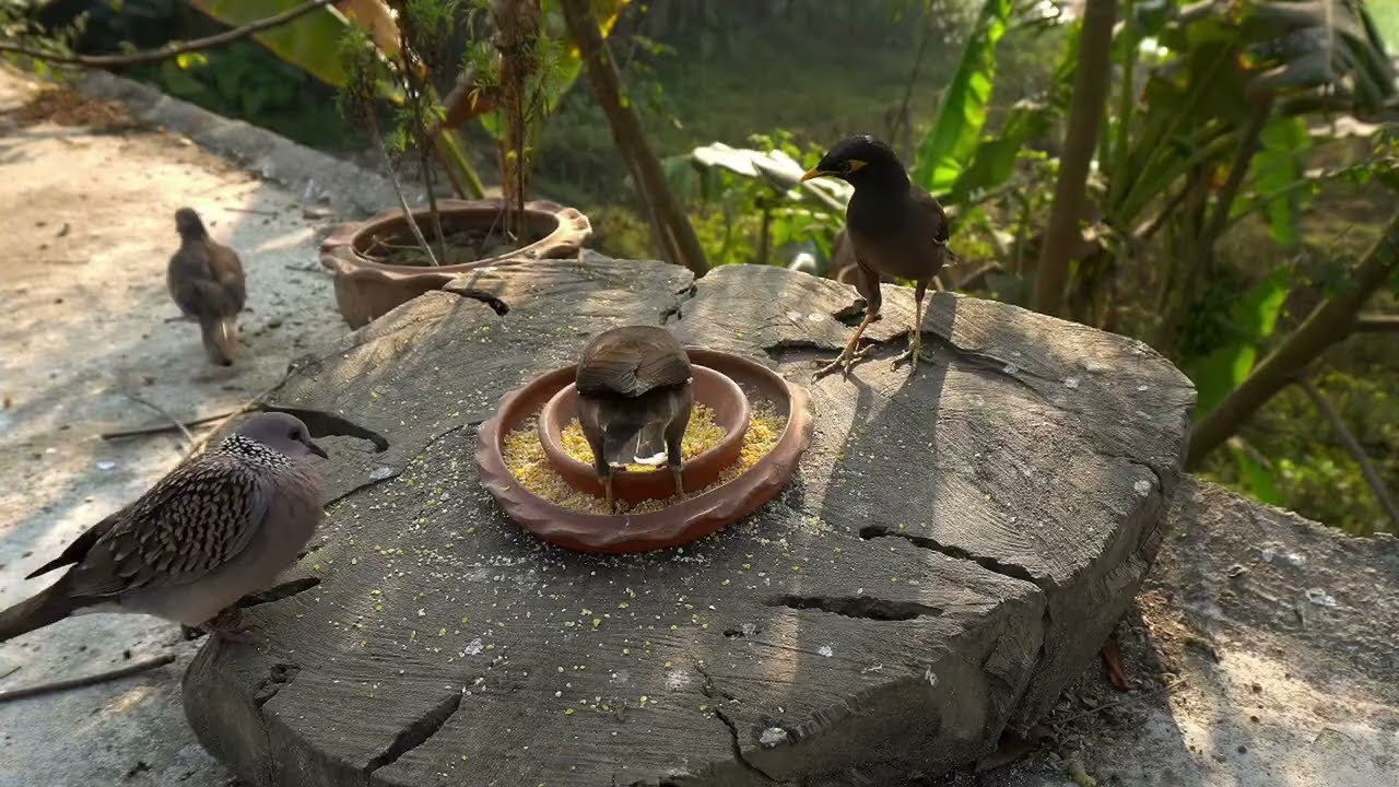 Cat Tv Relaxing Birds Nature Sounds for Healing and relaxing music Entertain Your Pets & Kittens Fun