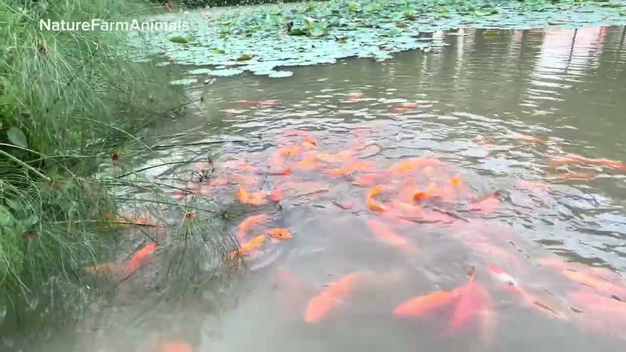 Đàn cá khủng bán tự nhiên tụ hợp về ăn đông đúc nhìn rất đã mắt.