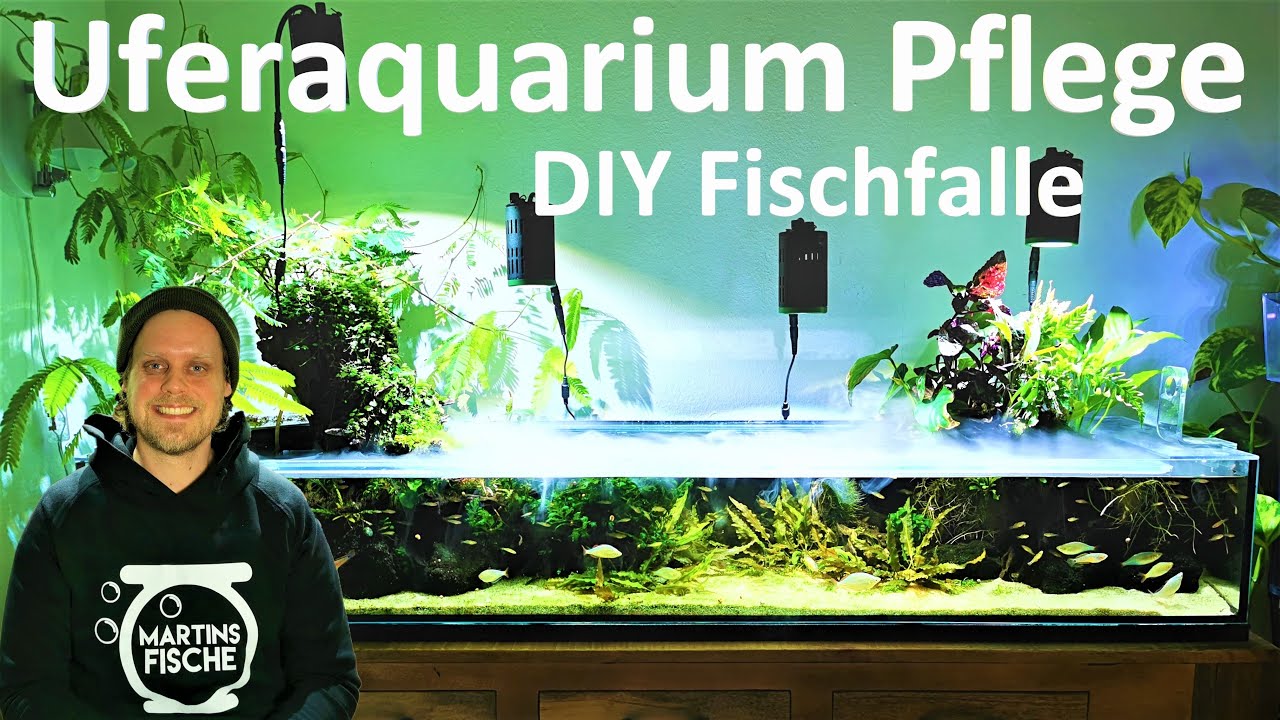 UFERAQUARIUM - EINFACHE FISCHFALLE für Dornaugen und Pflege des emersen Bereiches