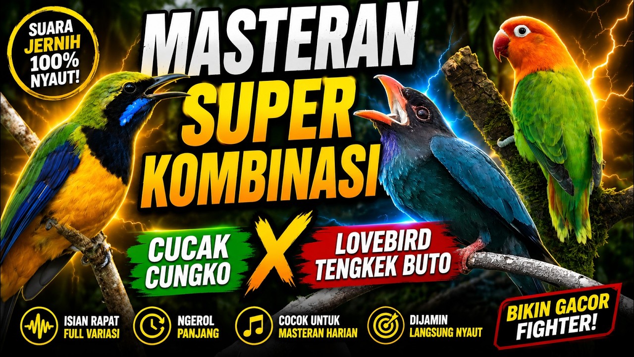 🚀 MASTERAN SUPER KOMBINASI! Cucak Cungko × Lovebird Tengkek Buto Bikin Burung Cepat Jadi!