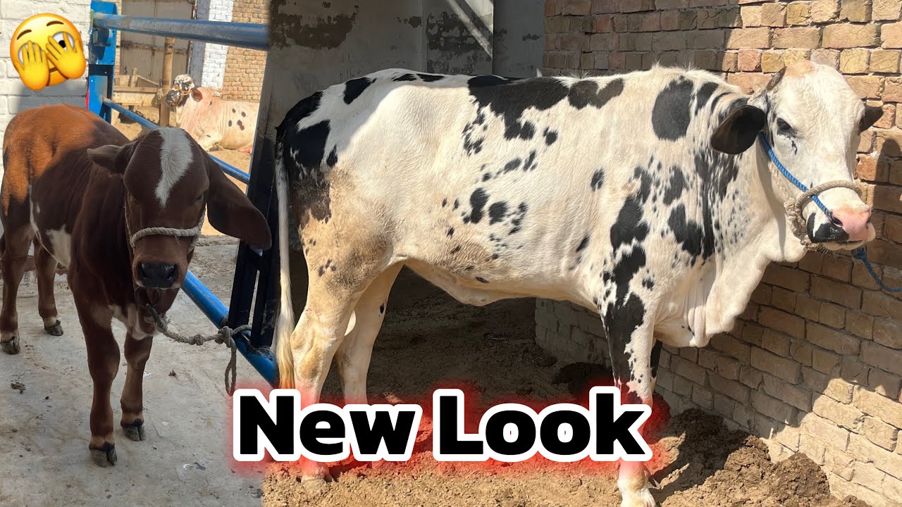 Aaj Ka Sab Se Bara Surprise – New Look Reveal😍Before And After video👍