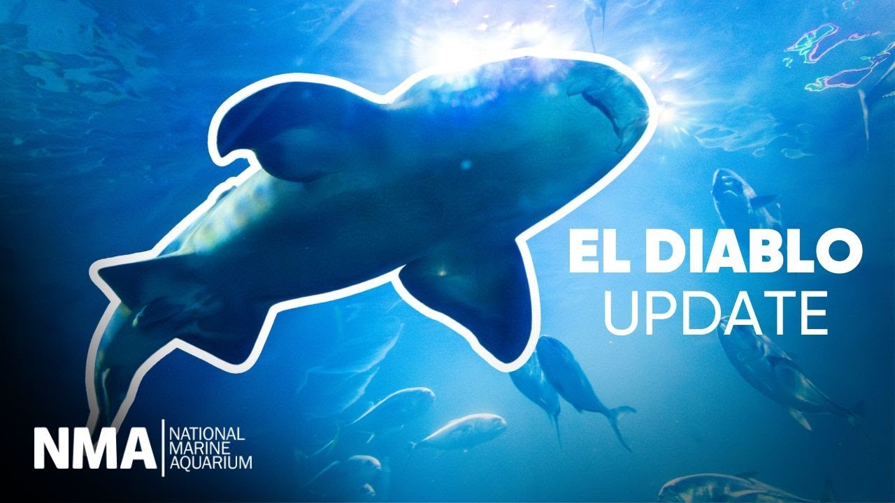 El Diablo Update | Secrets of the Aquarium 1 Year On