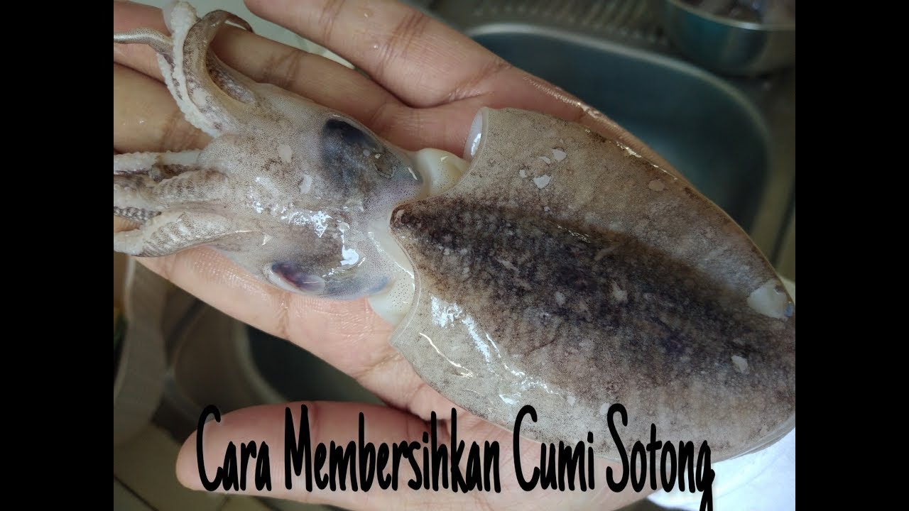 Cara Membersihkan Cumi Sotong