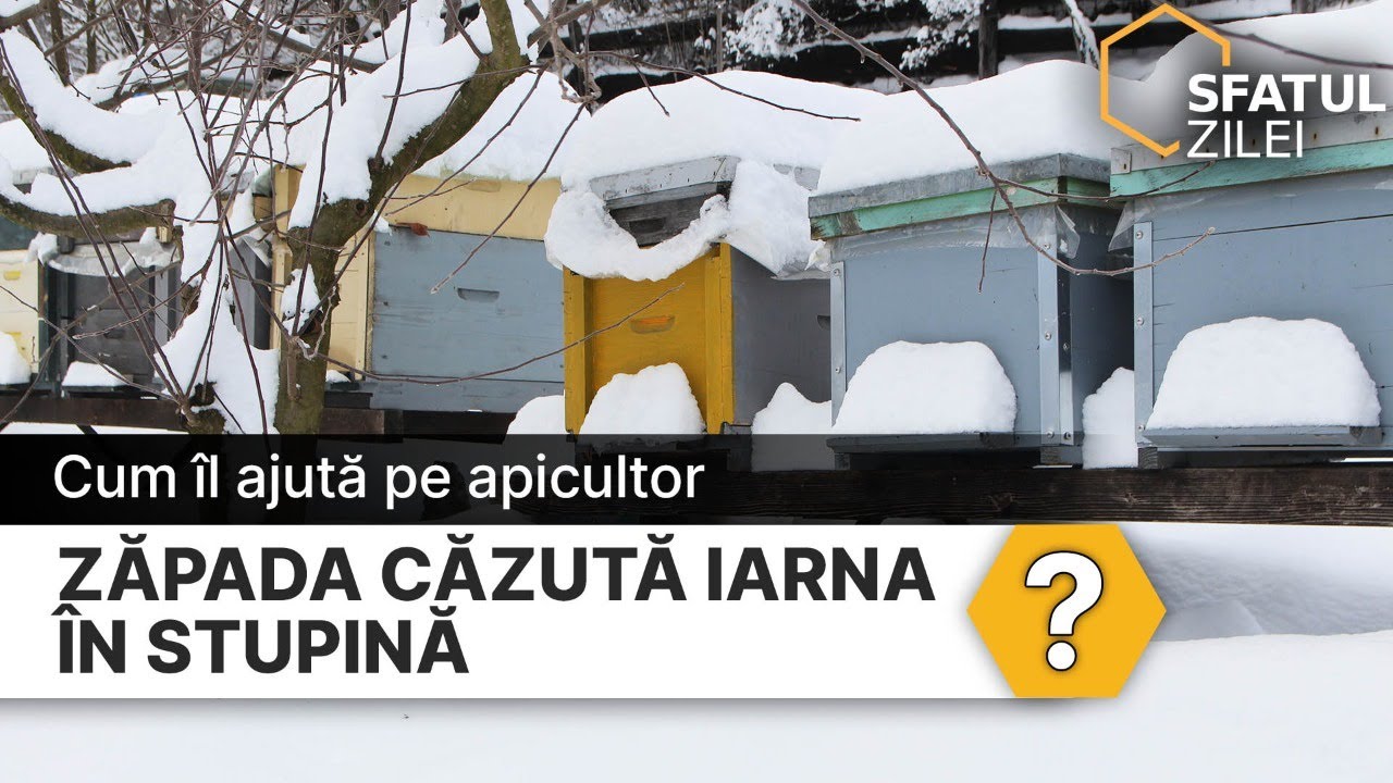 Cum il ajuta pe apicultor zapada cazuta iarna in stupina?