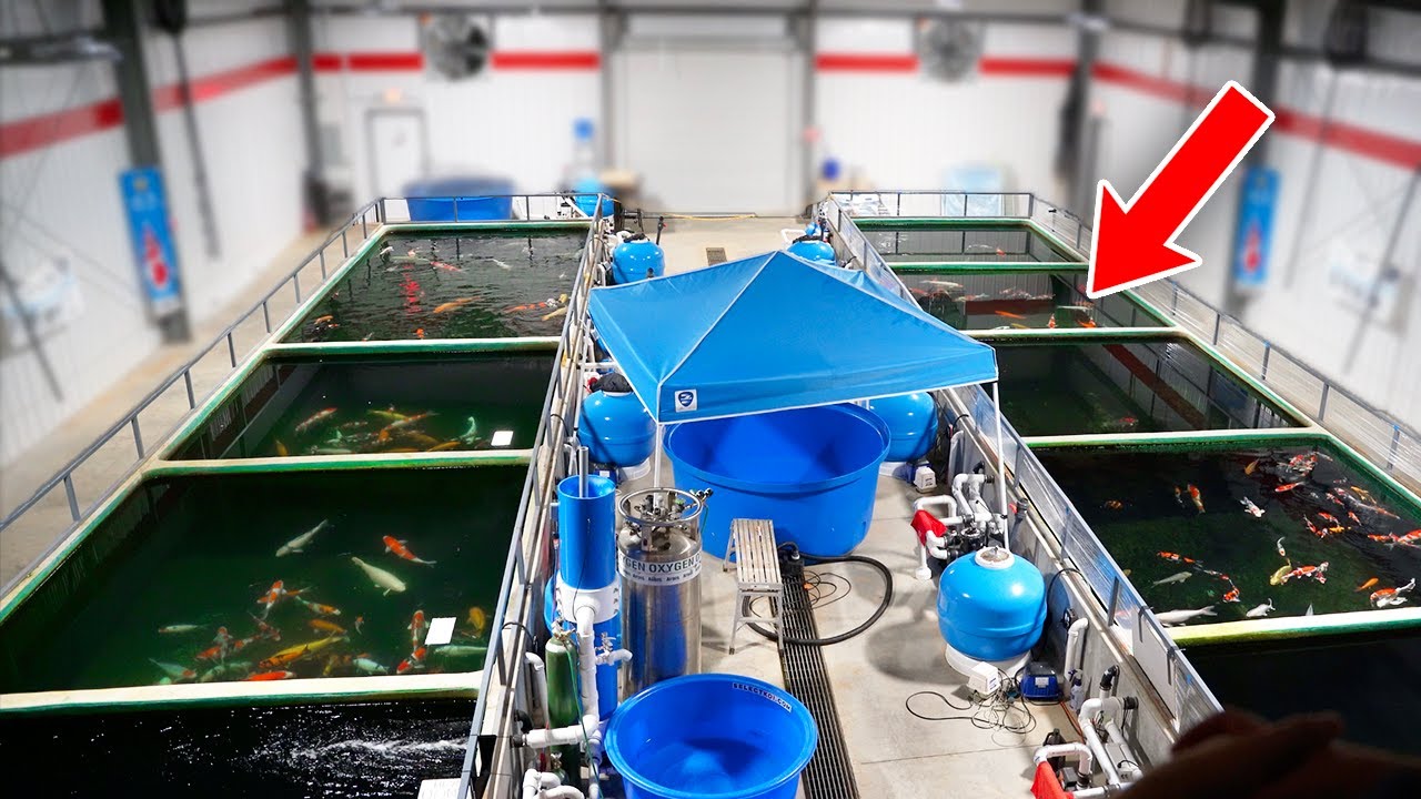 One of the Best Koi Facilities in America (BIG FISH!!)
