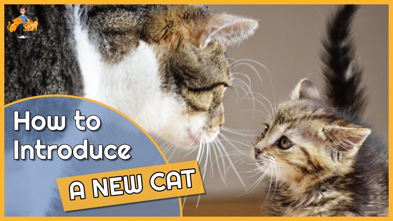 How To Introducing a New Cat to Other Cats (and avoid fighting!)
