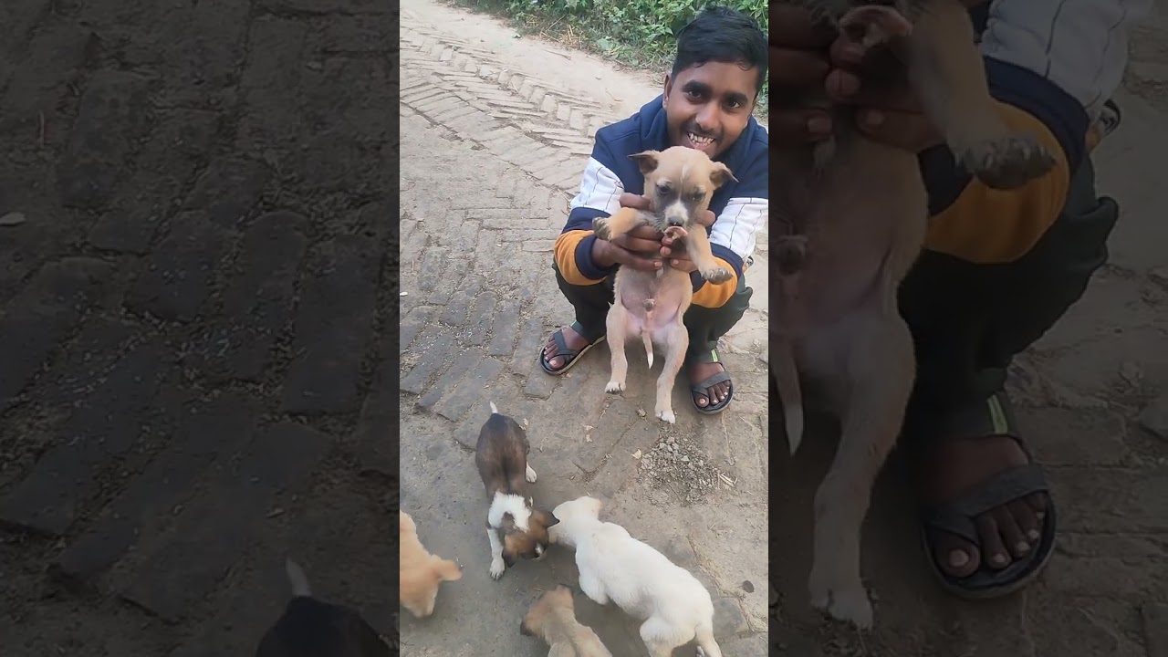 The dogs funny video training viral 😅😅 new video 