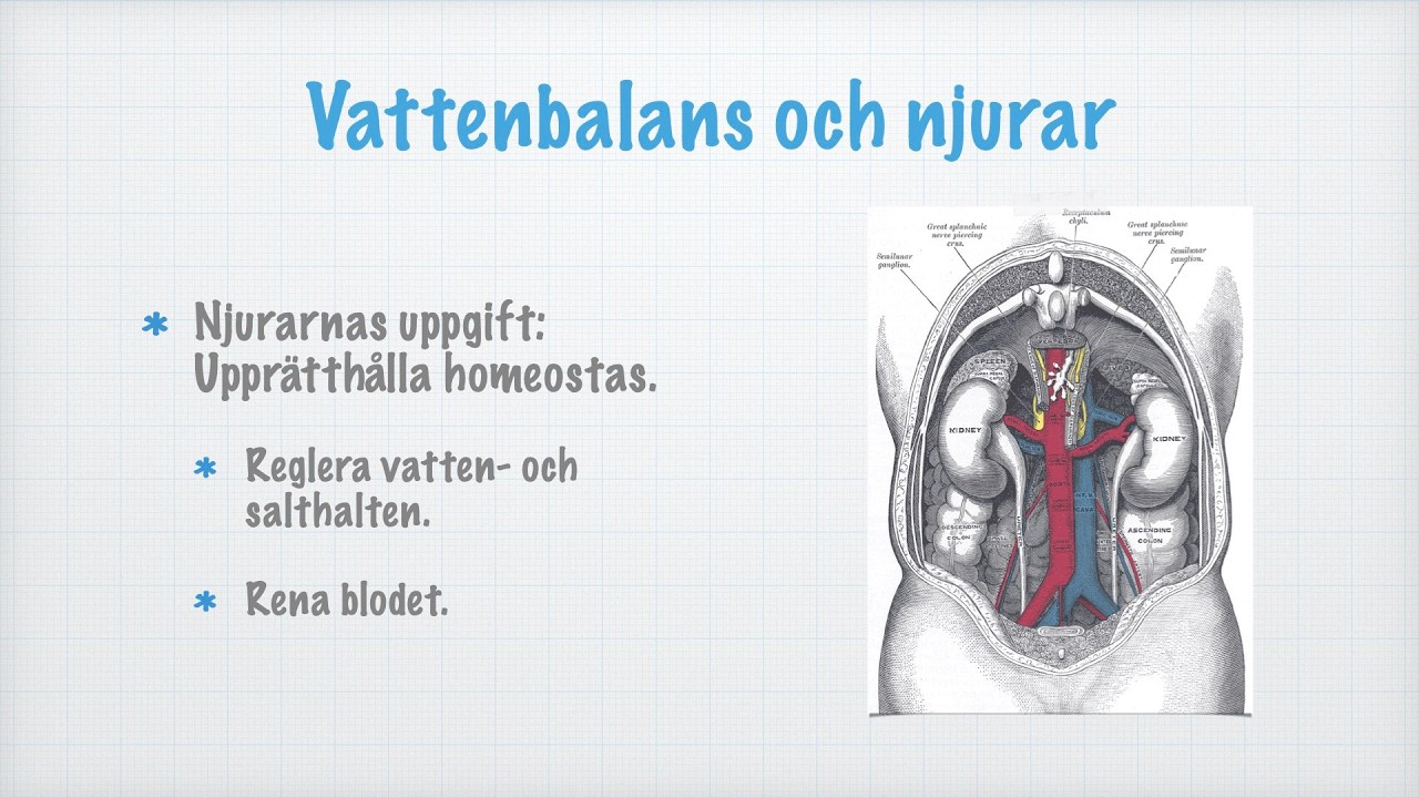 Vattenbalans och njurar