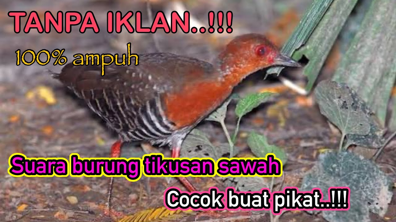 SUARA BURUNG TIKUSAN SAWAH cocok buat pikat