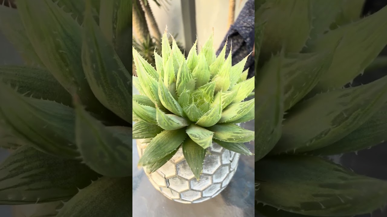 Haworthia cooperi variedad 