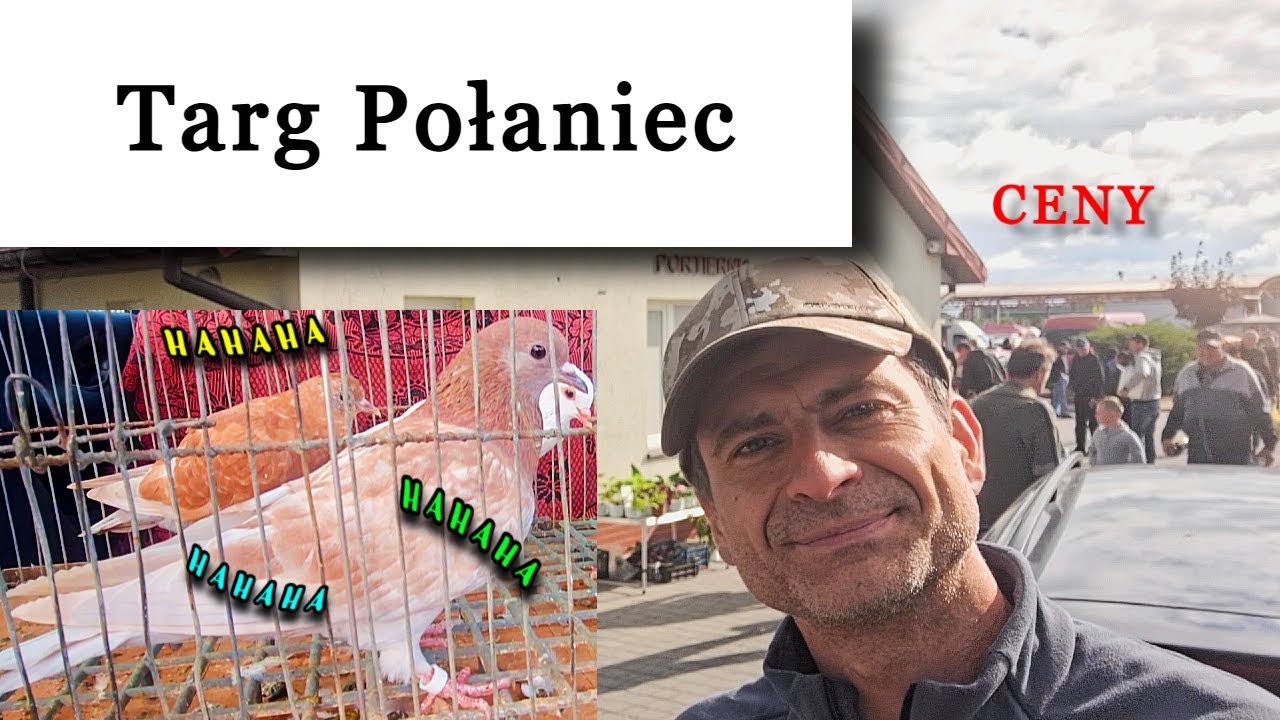 Gołąb co się śmieje 🤣 giełda Połaniec 