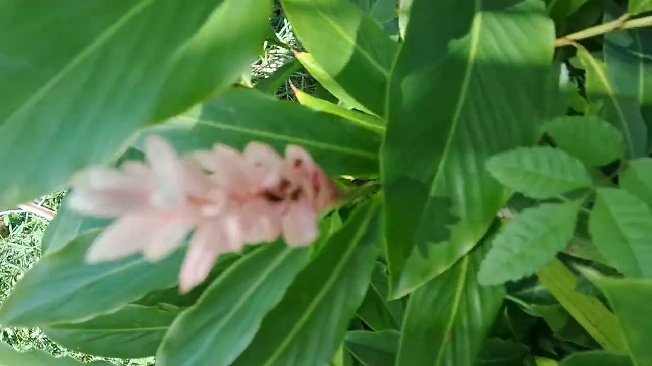 NOVAS PLANTAS NO JARDIM!