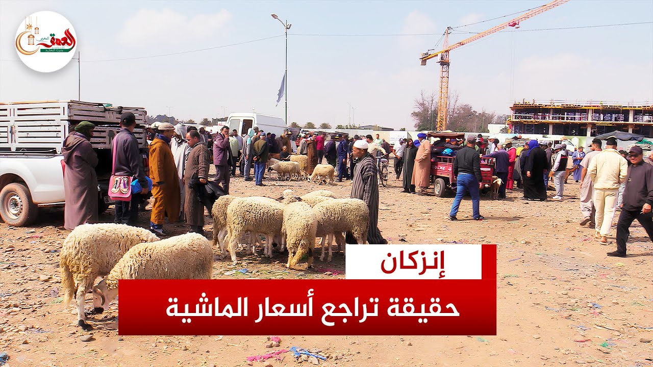 كسّابة يشكون الركود في سوق إنزكان ومواطنون يكذِّبون تراجع أسعار الماشية