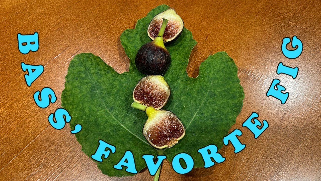 Bass' Favorite Fig (BFF) Tasting