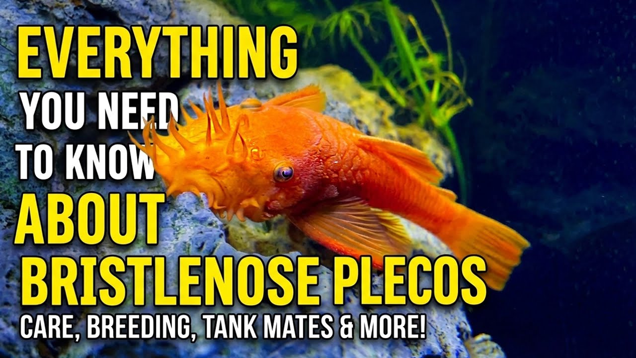 Everything You Need to Know: Bristlenose Pleco Care and Breeding!