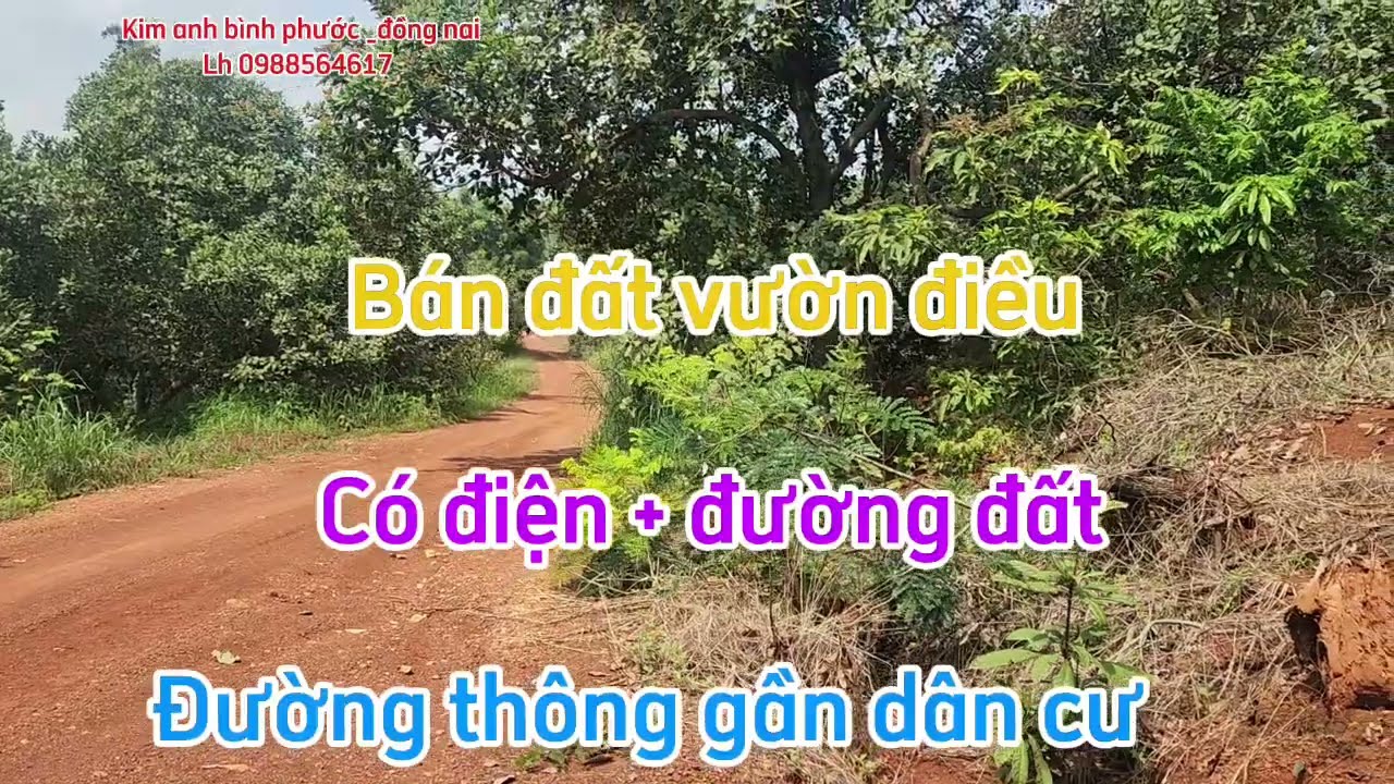 Bán đất vườn điều dt 4ha46 có 12, 9m đường đất xã đồng tâm đồng nai lh  0988564617 