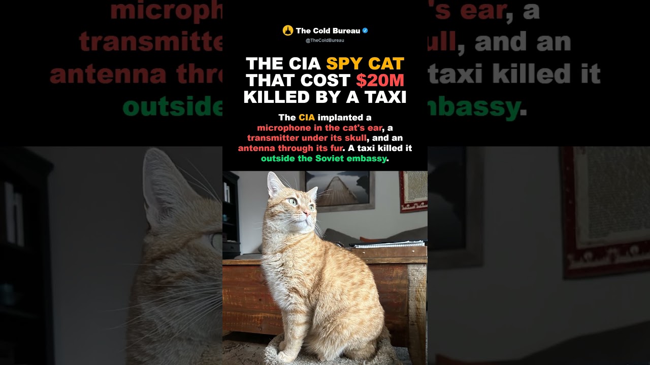 1967: The CIA Spy Cat That Cost $20 Million Got Hit By A Taxi